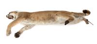 A Full Body Mountain Lion Mount