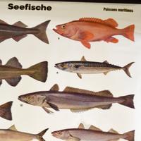 An Educational Poster of Marine Fish 53" W x 1" D x 64" H — Germany, Mid-20th Century