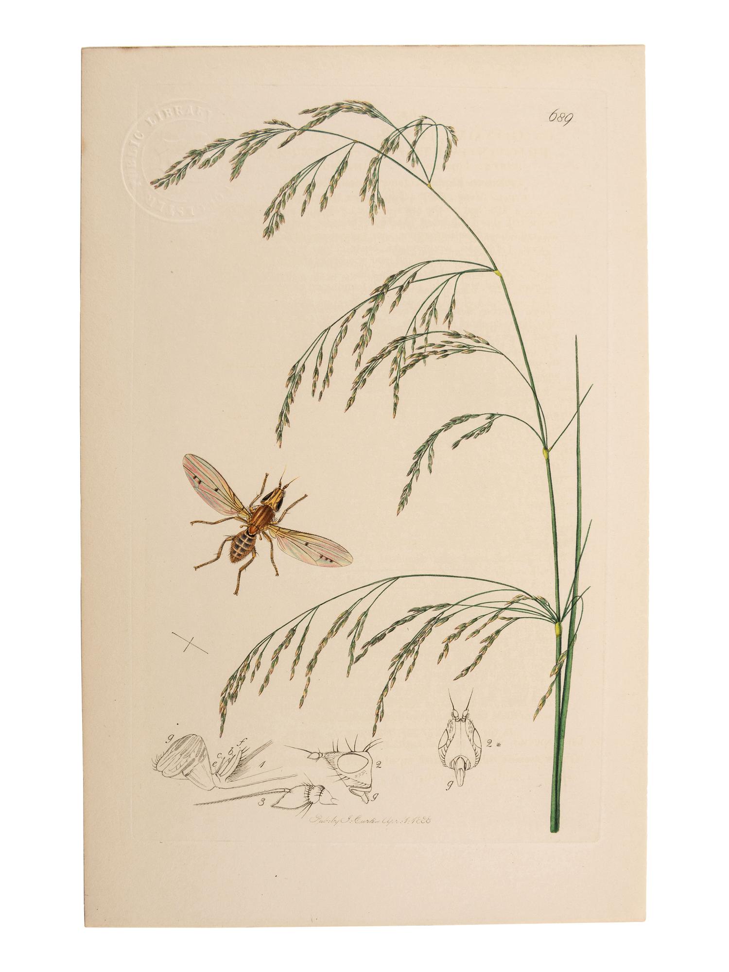 A Collection of Hand-Colored Ornithology and Entomology Engravings