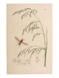 A Collection of Hand-Colored Ornithology and Entomology Engravings