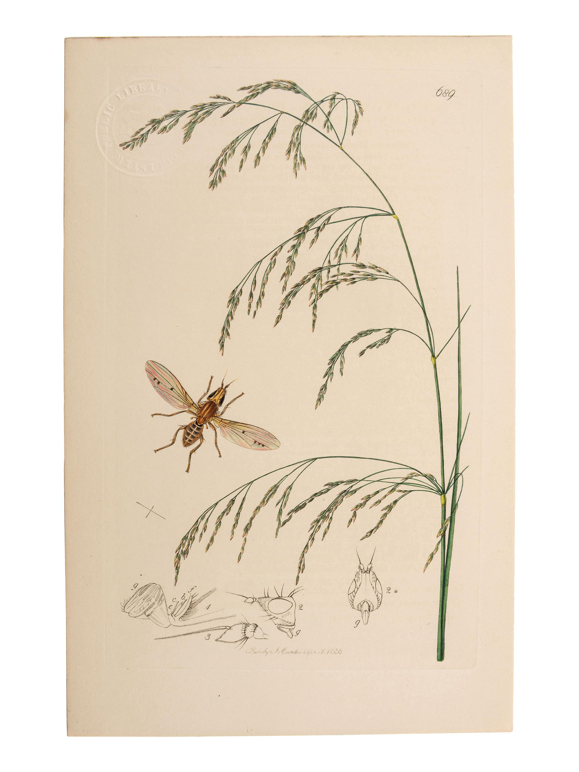A Collection of Hand-Colored Ornithology and Entomology Engravings