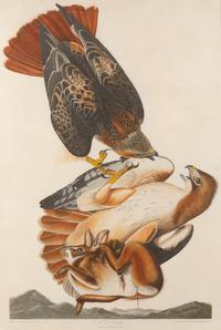 AUDUBON, John James (1785-1851).