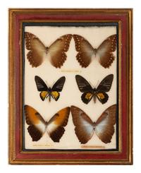 Four Framed Groups of Lepidopterological Specimens