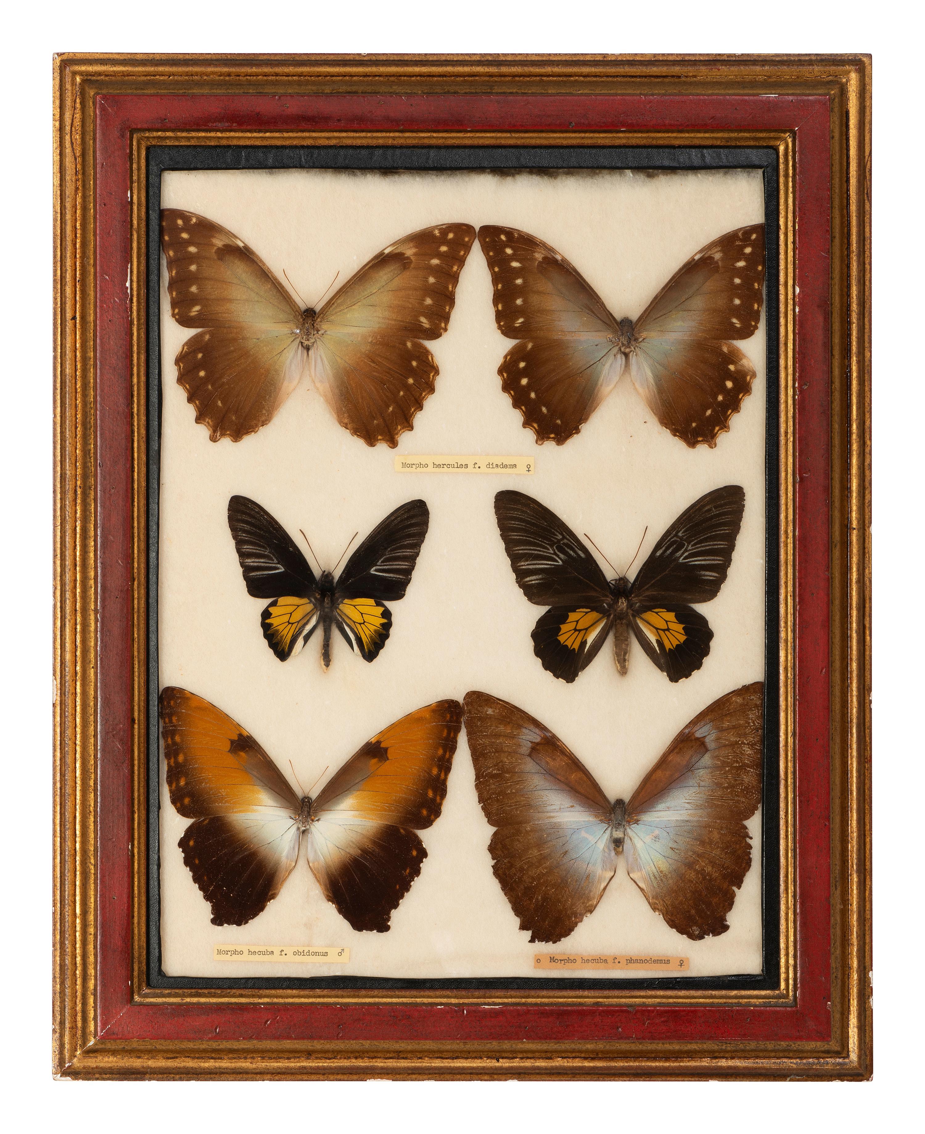 Four Framed Groups of Lepidopterological Specimens