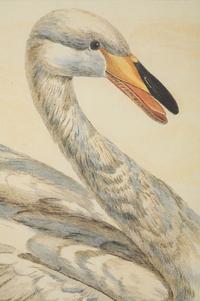 Peter Mazell (Irish, 1733-1808)
