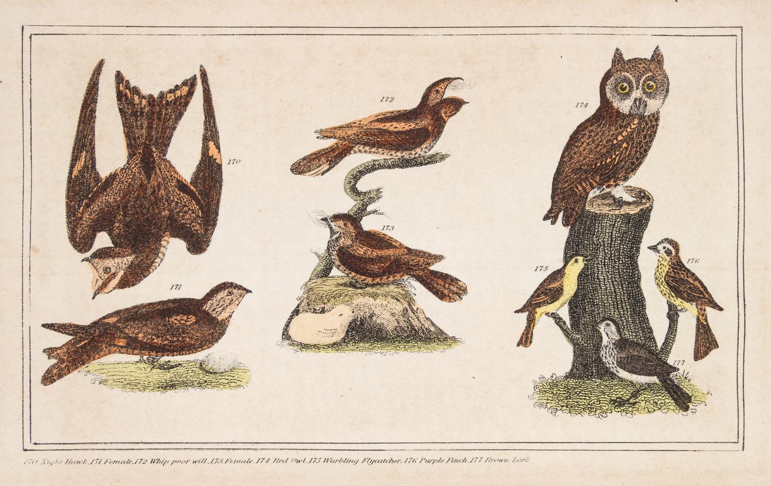(ORNITHOLOGY, WILSON, ALEXANDER) BREWER, T.M. American Ornithology. New York, 1852.
