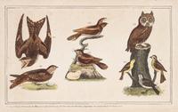 (ORNITHOLOGY, WILSON, ALEXANDER) BREWER, T.M. American Ornithology. New York, 1852.