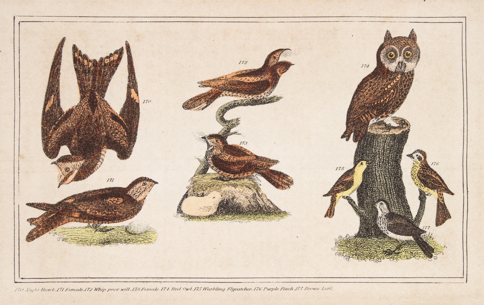 (ORNITHOLOGY, WILSON, ALEXANDER) BREWER, T.M. American Ornithology. New York, 1852.