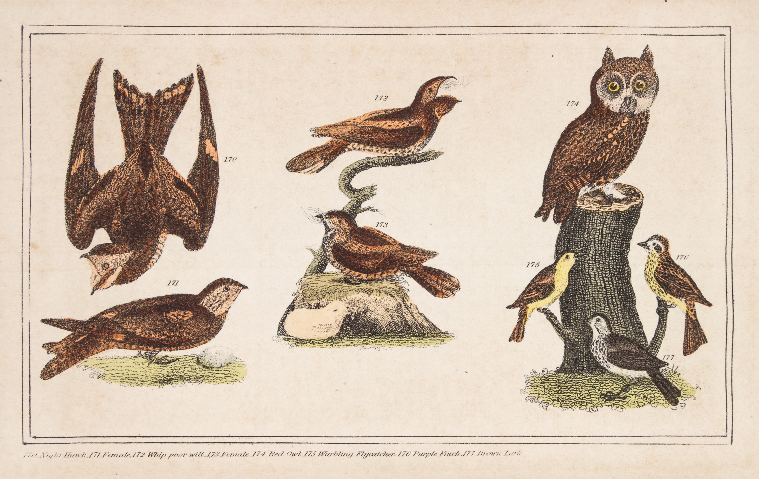 (ORNITHOLOGY, WILSON, ALEXANDER) BREWER, T.M. American Ornithology. New York, 1852.