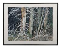 Bristle Cone Pines