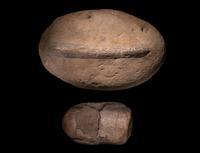 Two Fossilized Dinosaur Bones