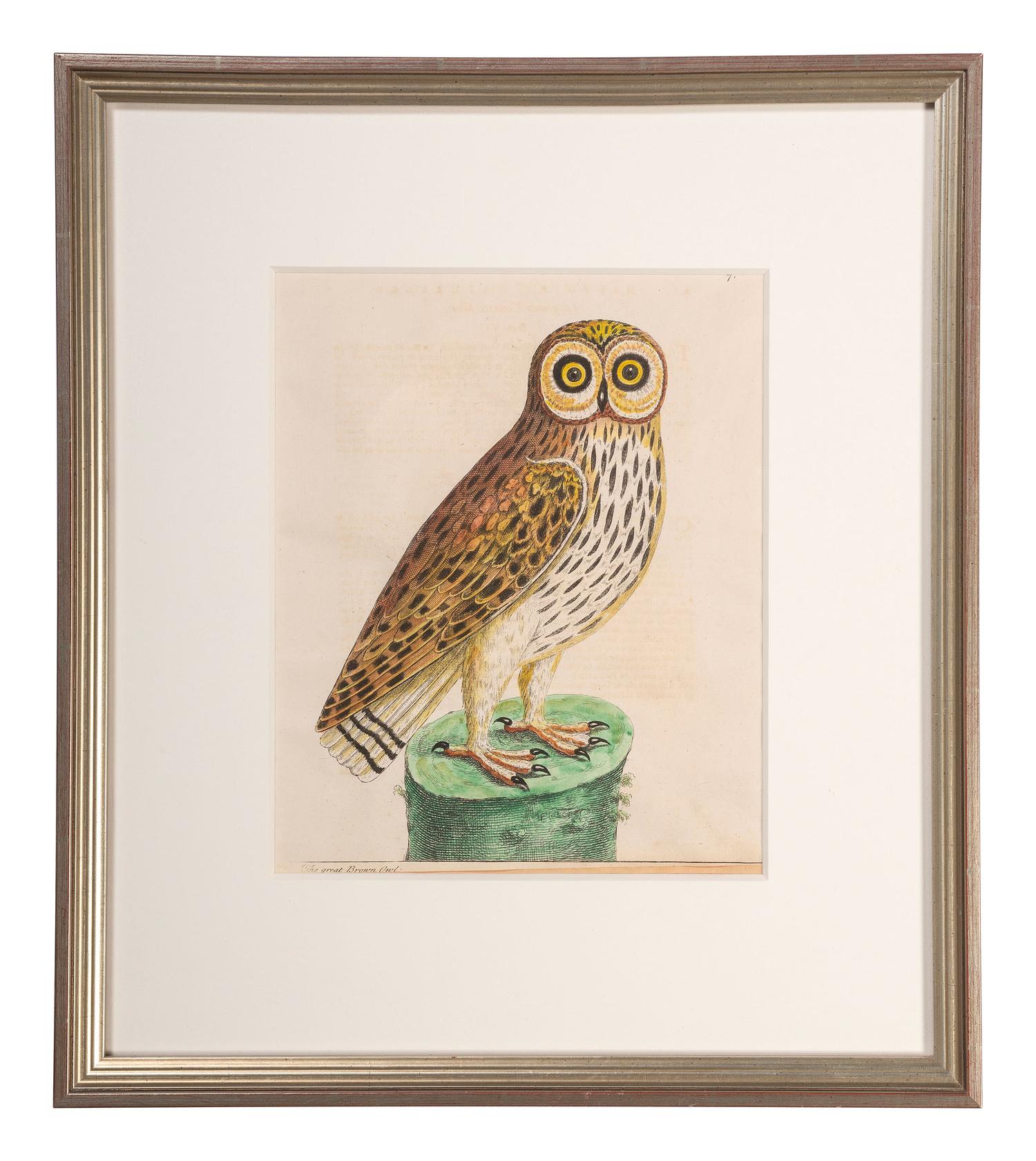 Five Eleazar Albin (English, 1690-1742) Hand Colored Engravings of Owls
