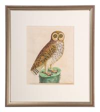 Five Eleazar Albin (English, 1690-1742) Hand Colored Engravings of Owls