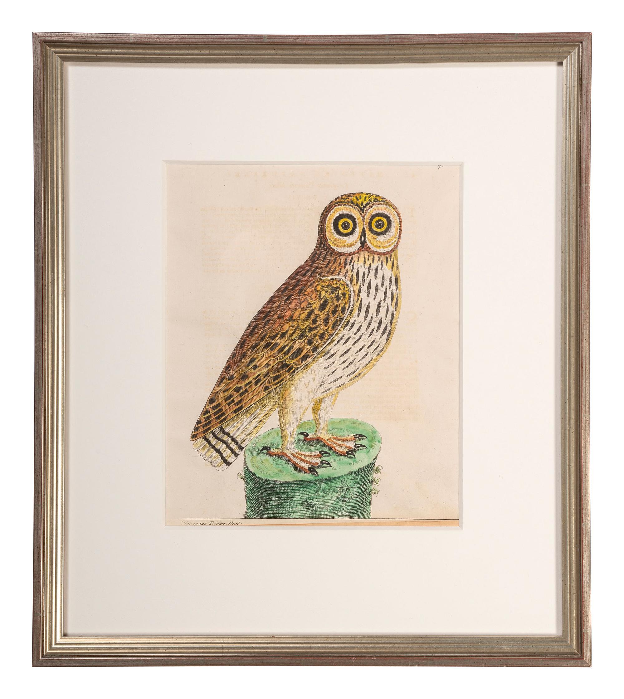 Five Eleazar Albin (English, 1690-1742) Hand Colored Engravings of Owls