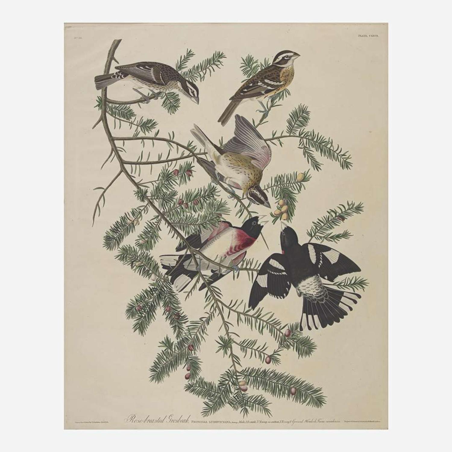 [Prints] Audubon, John James Rose-breasted Grosbeak