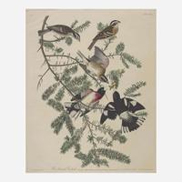 [Prints] Audubon, John James Rose-breasted Grosbeak