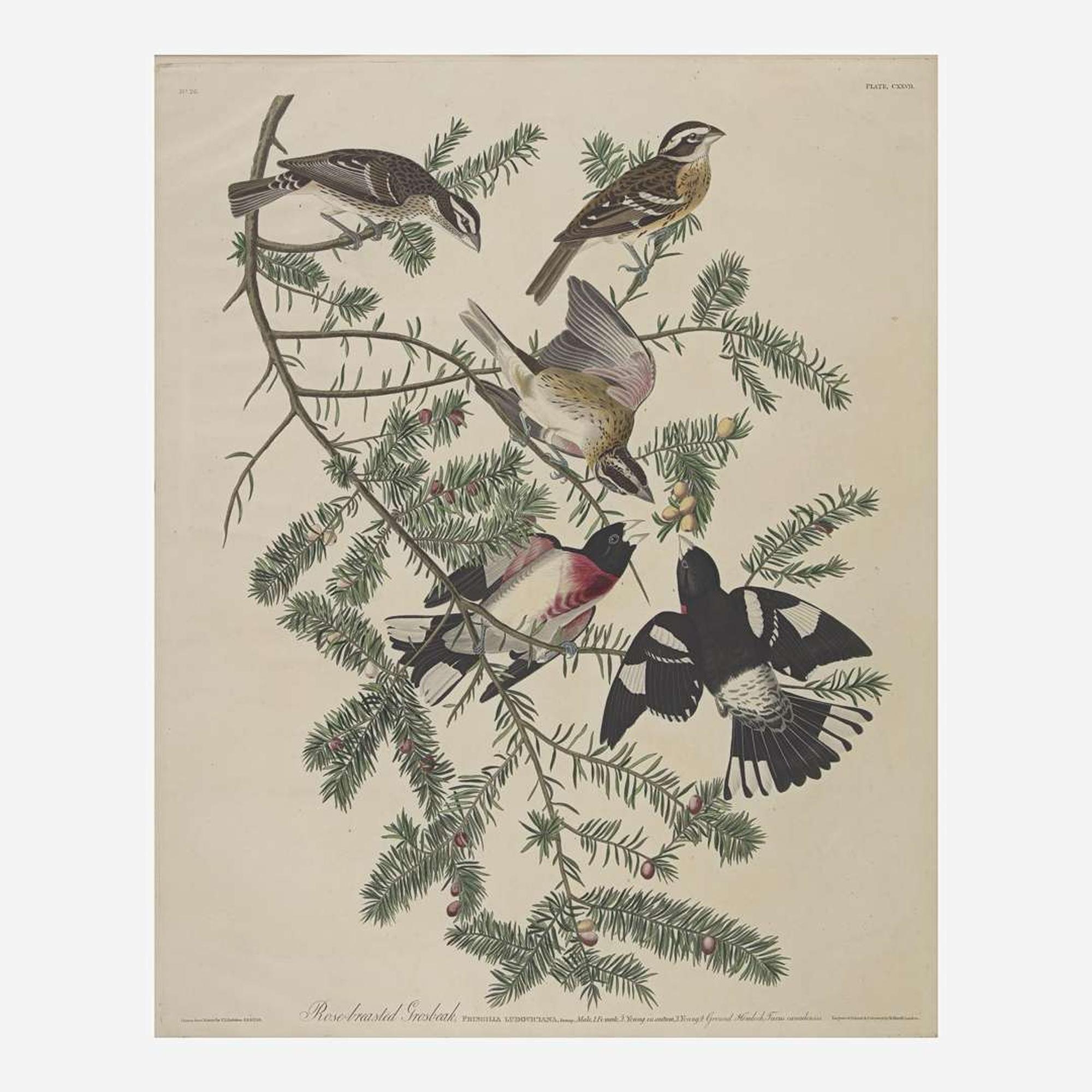 [Prints] Audubon, John James Rose-breasted Grosbeak