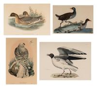[ORNITHOLOGY]. A group of 4 engravings, comprising: