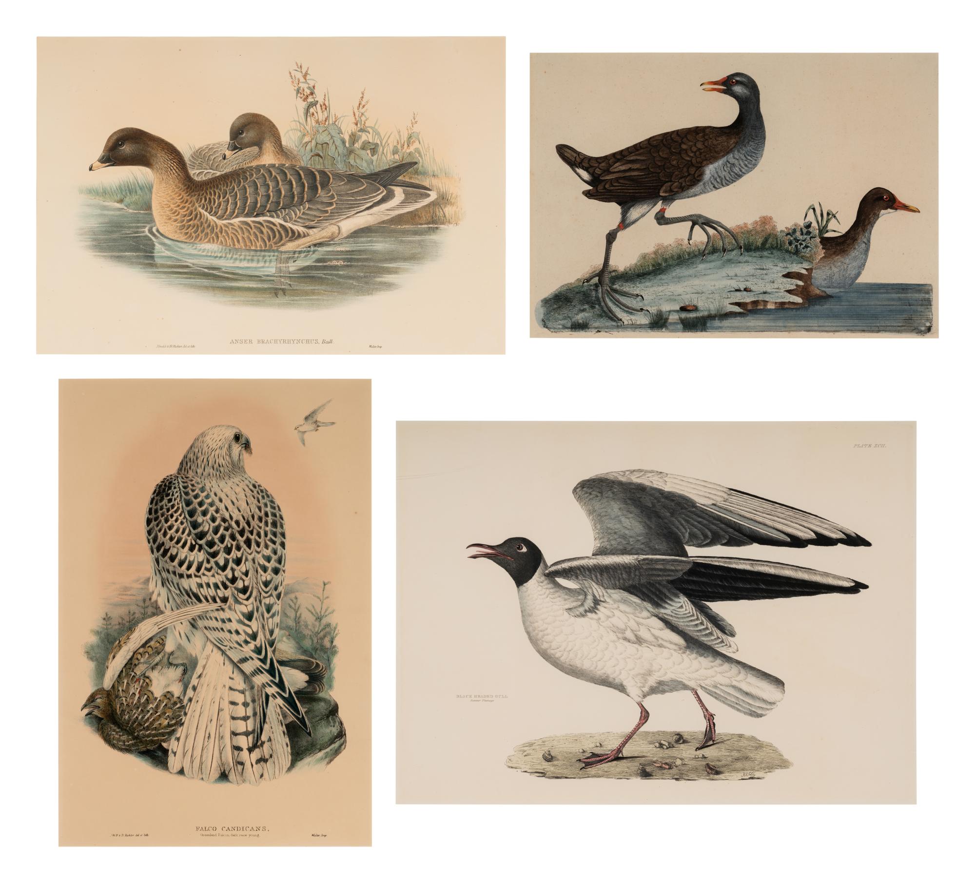 [ORNITHOLOGY]. A group of 4 engravings, comprising:
