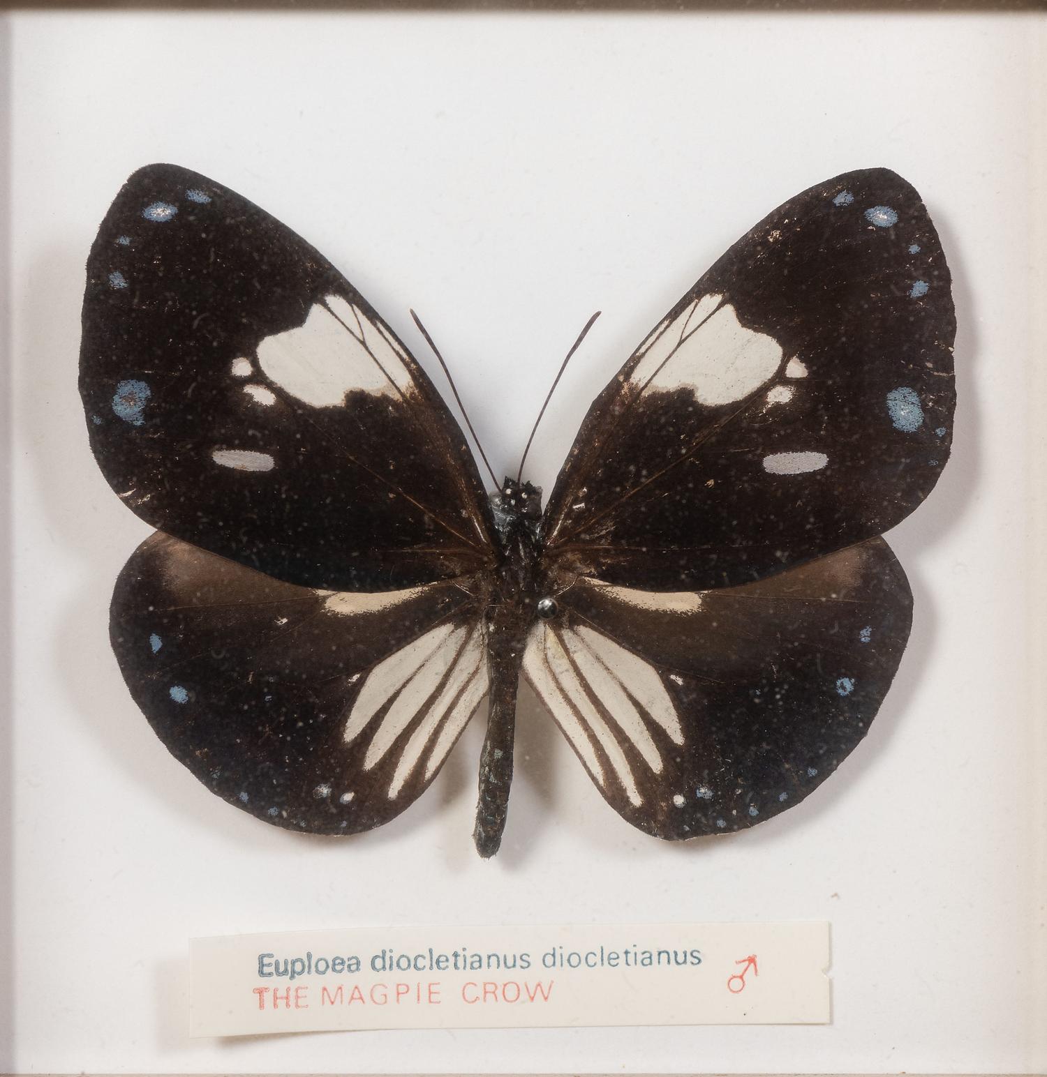 Thirty-One Framed Lepidopterological Specimens
