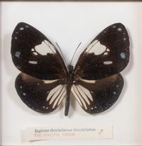 Thirty-One Framed Lepidopterological Specimens