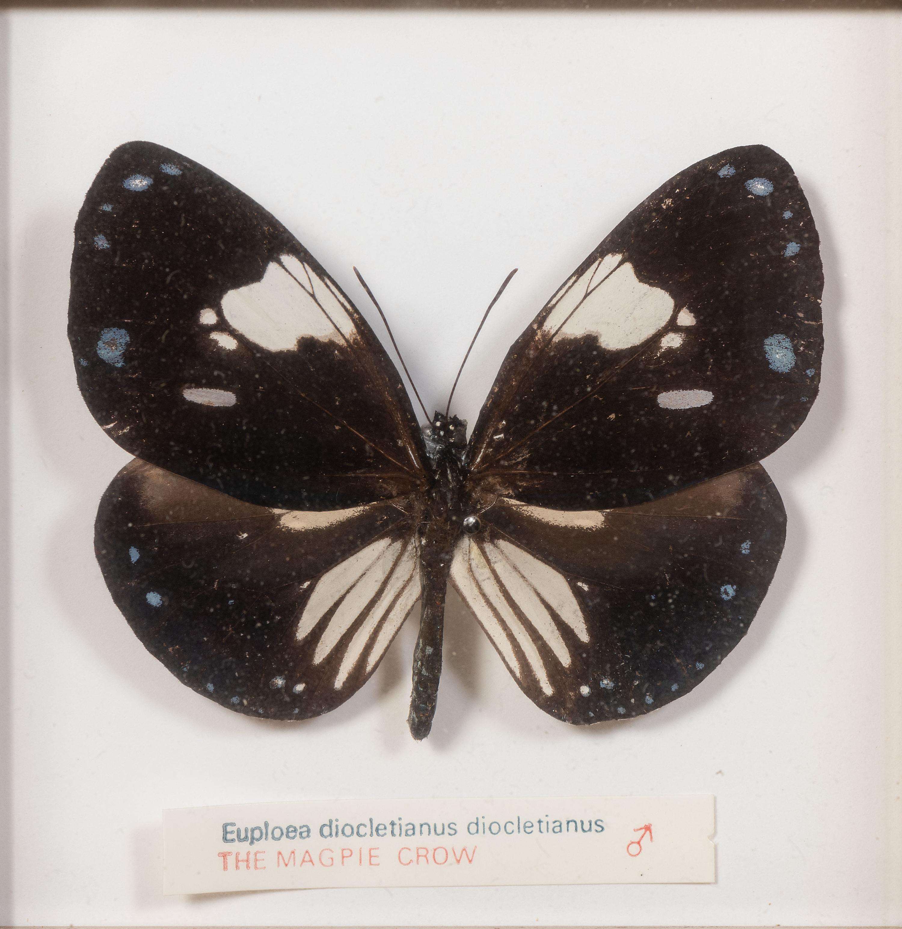 Thirty-One Framed Lepidopterological Specimens