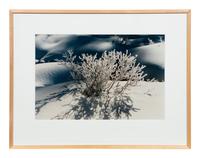 A group of three works (Get These Flowers Off My Head; Intensity II; Winter Scene)