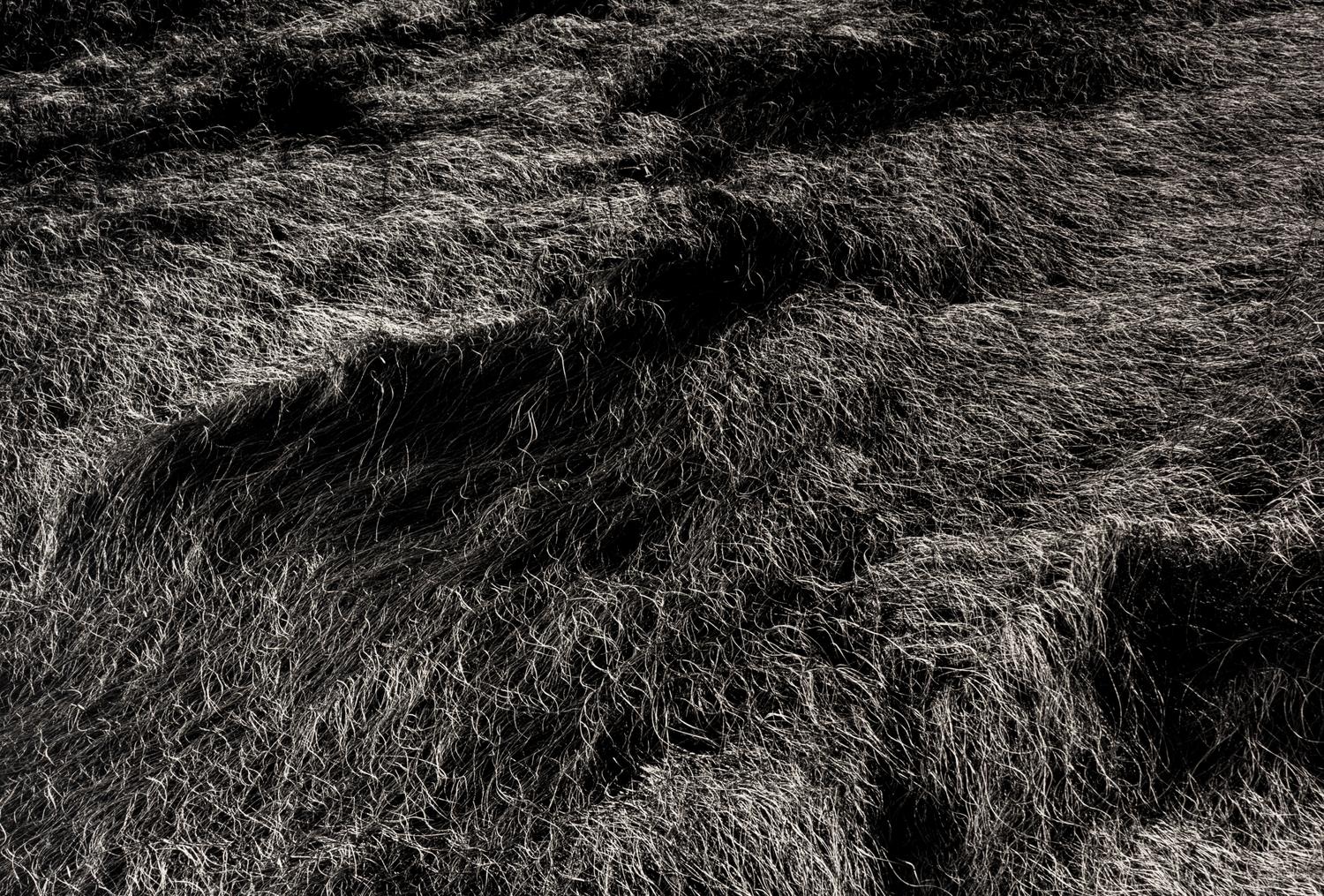 Harry Callahan (1912-1999) Grasses, Massachusetts, 1965