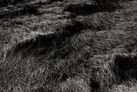 Harry Callahan (1912-1999) Grasses, Massachusetts, 1965