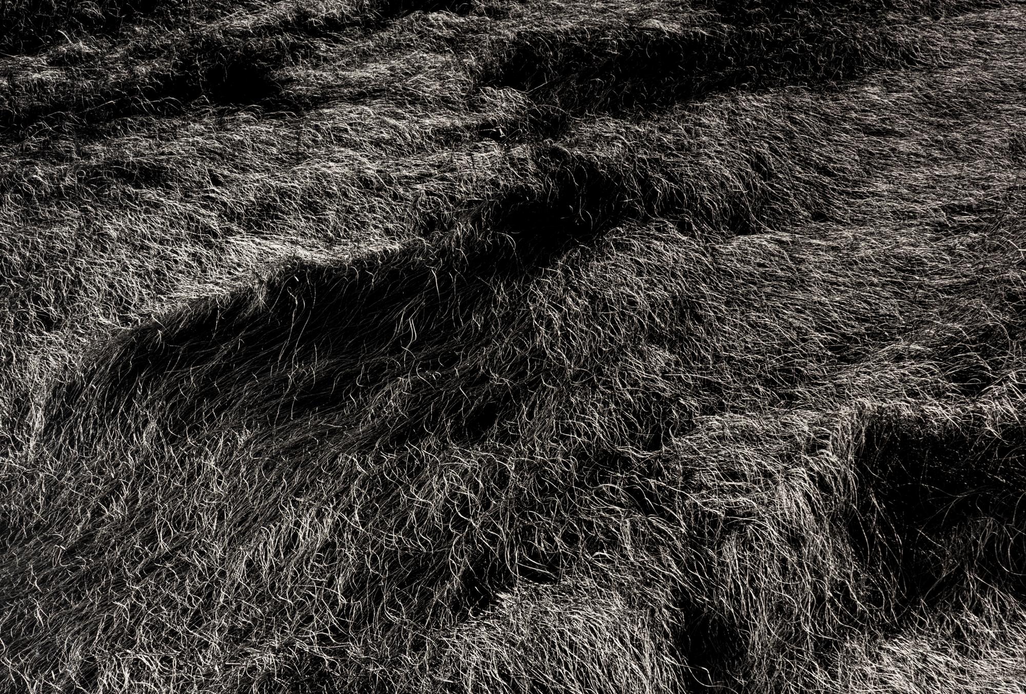 Harry Callahan (1912-1999) Grasses, Massachusetts, 1965