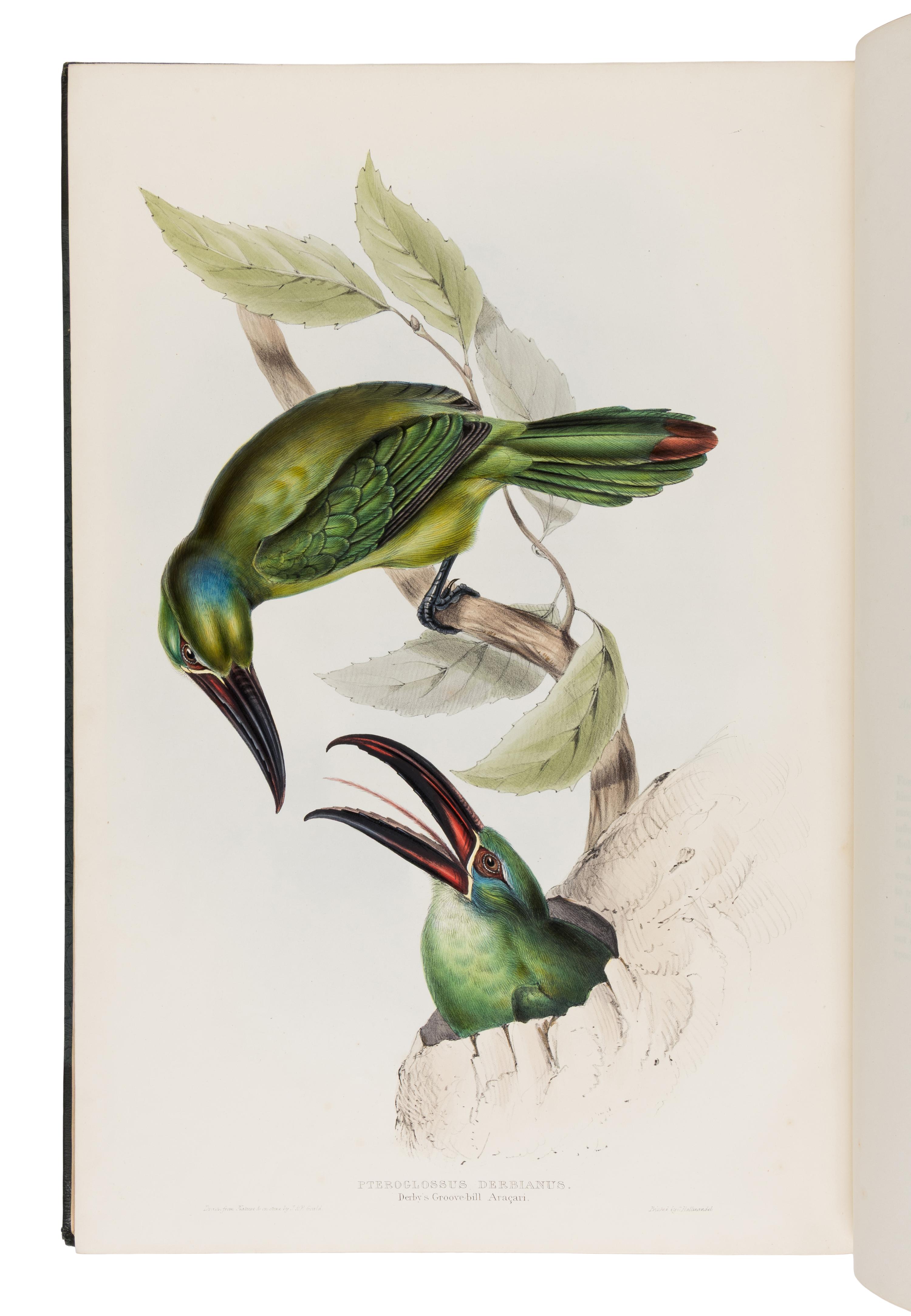 [Natural History]. Gould, John (1804-1881). A Monograph of the Ramphastidae, or Family of Toucans . London: Published by the Author, [1833-] 1834 [-1835].