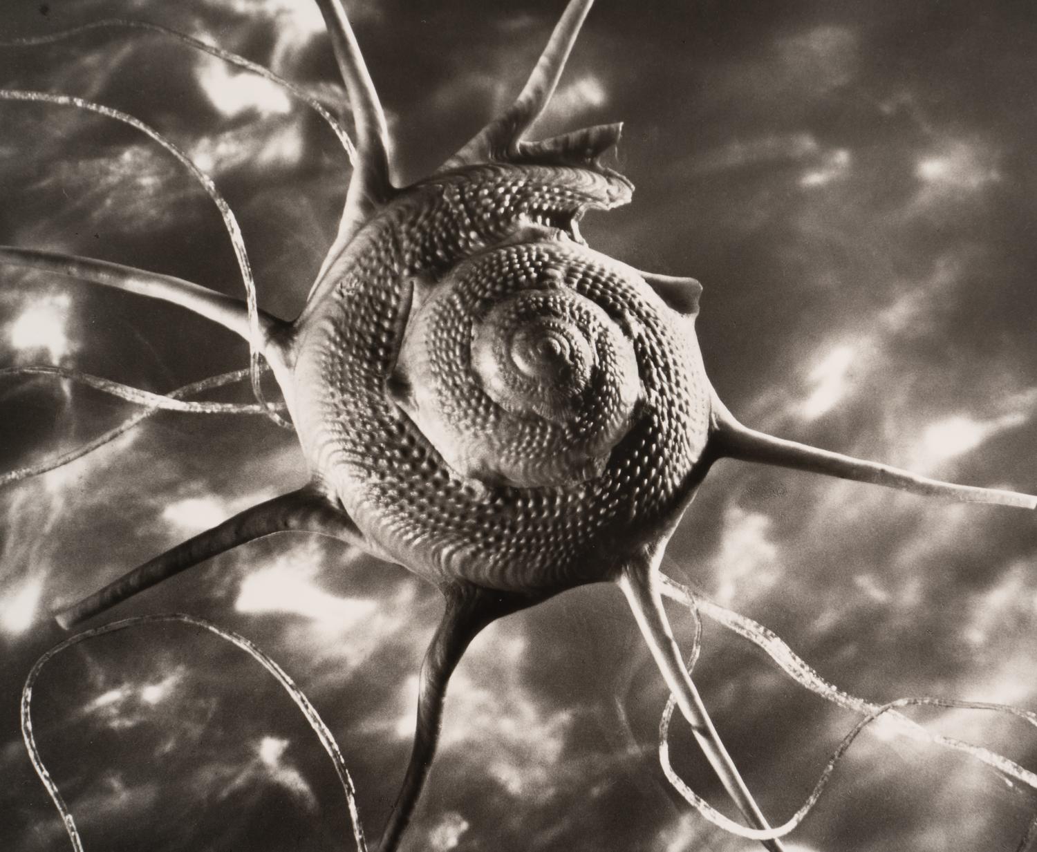 Ruth Bernhard Starshell, 1943