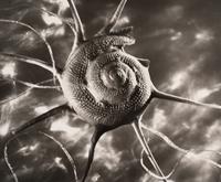 Ruth Bernhard Starshell, 1943