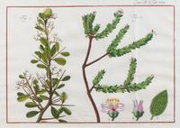 Two Pairs of Hand-Colored Engravings After Henri-Joseph Redoute and Carl Linnaeus — LATE 18TH CENTURY
