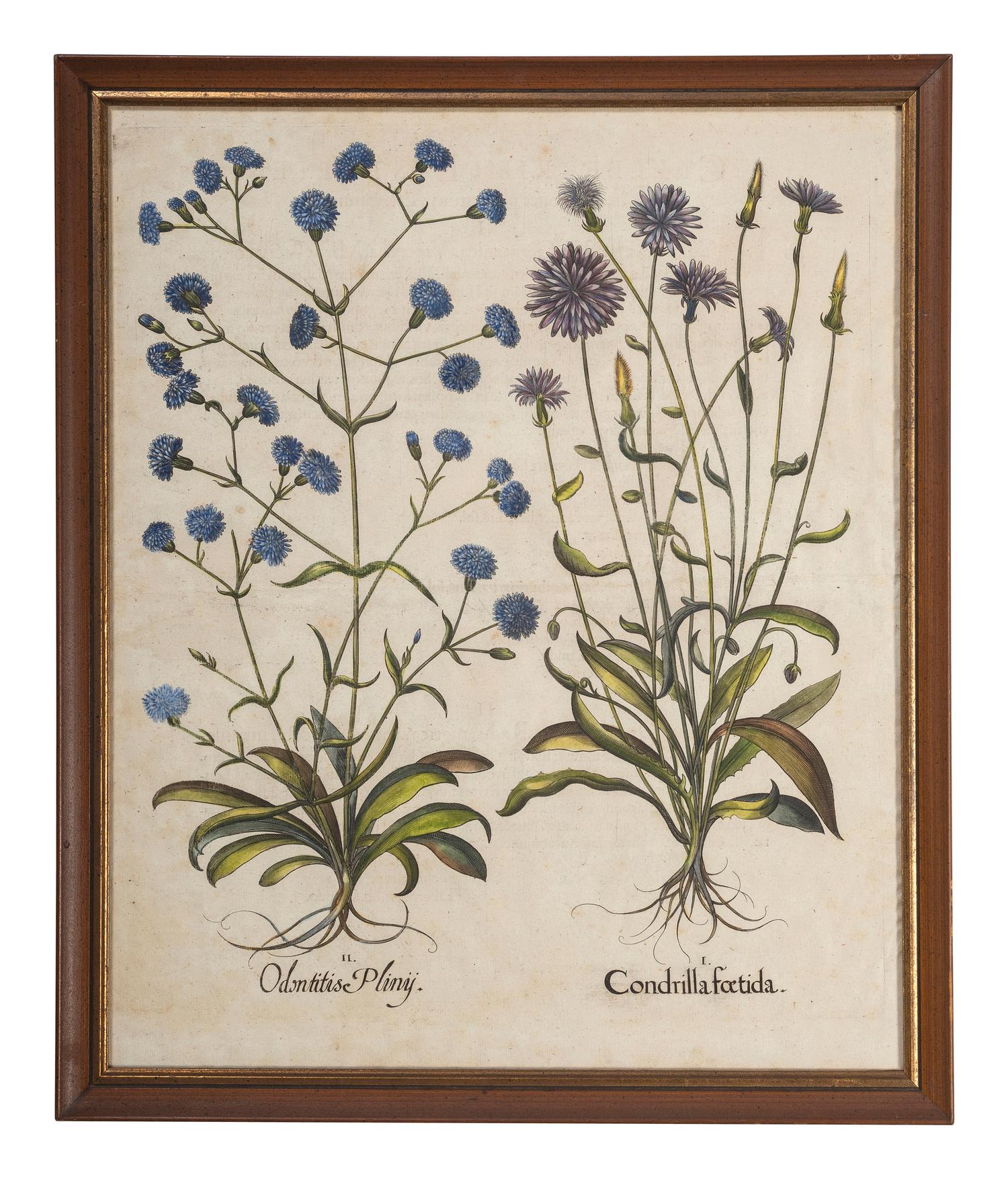 Two Hand-Colored Copper Plate Botanical Engravings