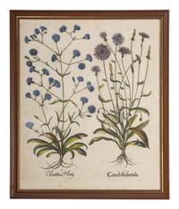 Two Hand-Colored Copper Plate Botanical Engravings