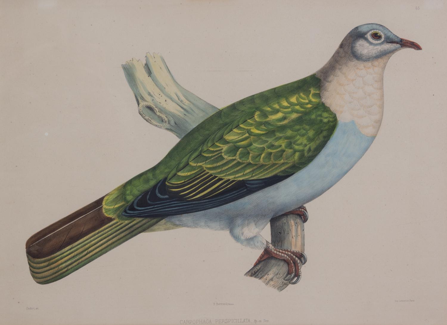 Four Hand-Colored Framed Ornithological Engravings Framed size 27 1/2 x 21 1/2 inches. — 19TH CENTURY