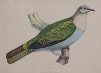 Four Hand-Colored Framed Ornithological Engravings Framed size 27 1/2 x 21 1/2 inches. — 19TH CENTURY