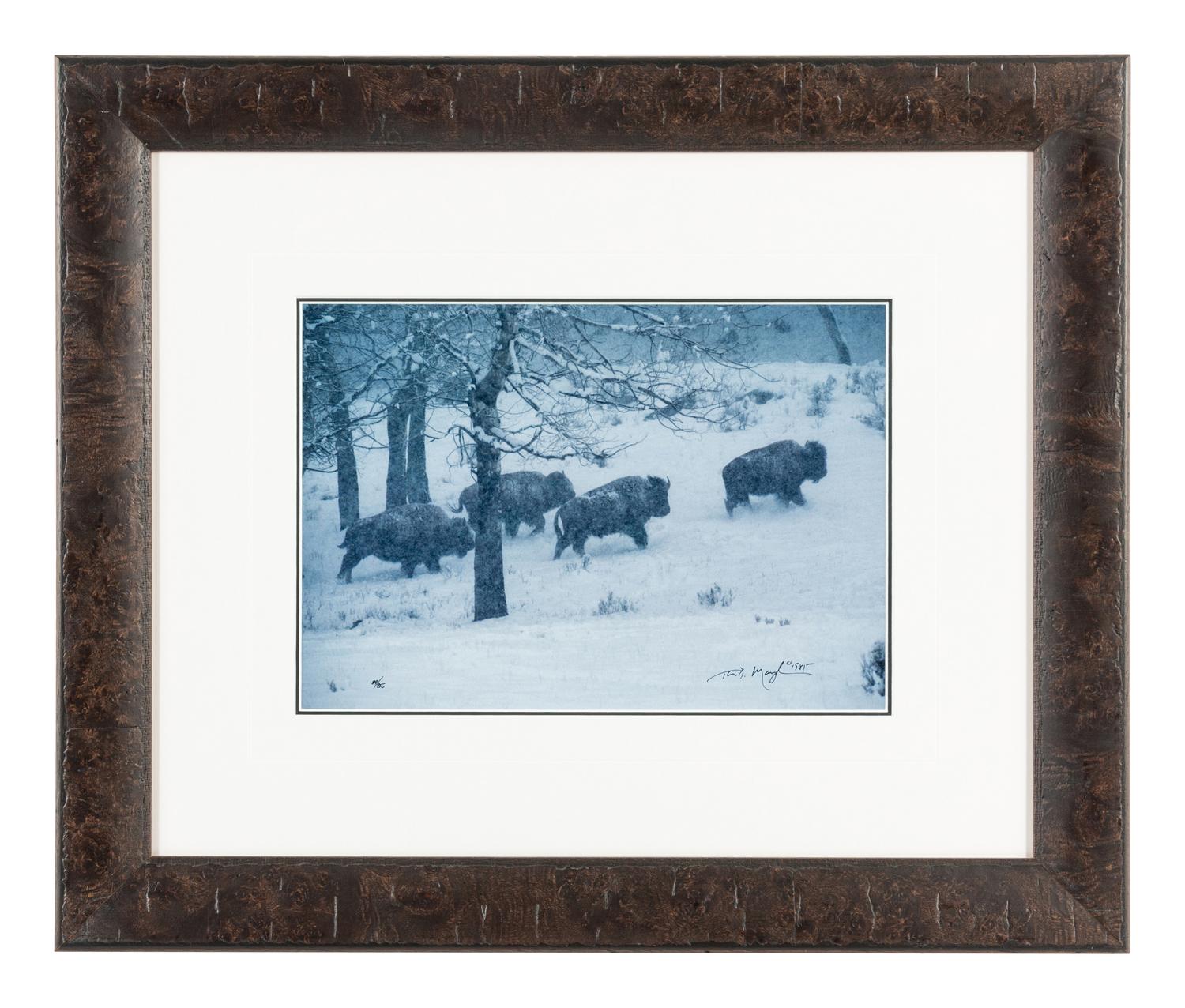 Bison in Snow , edition 89/950