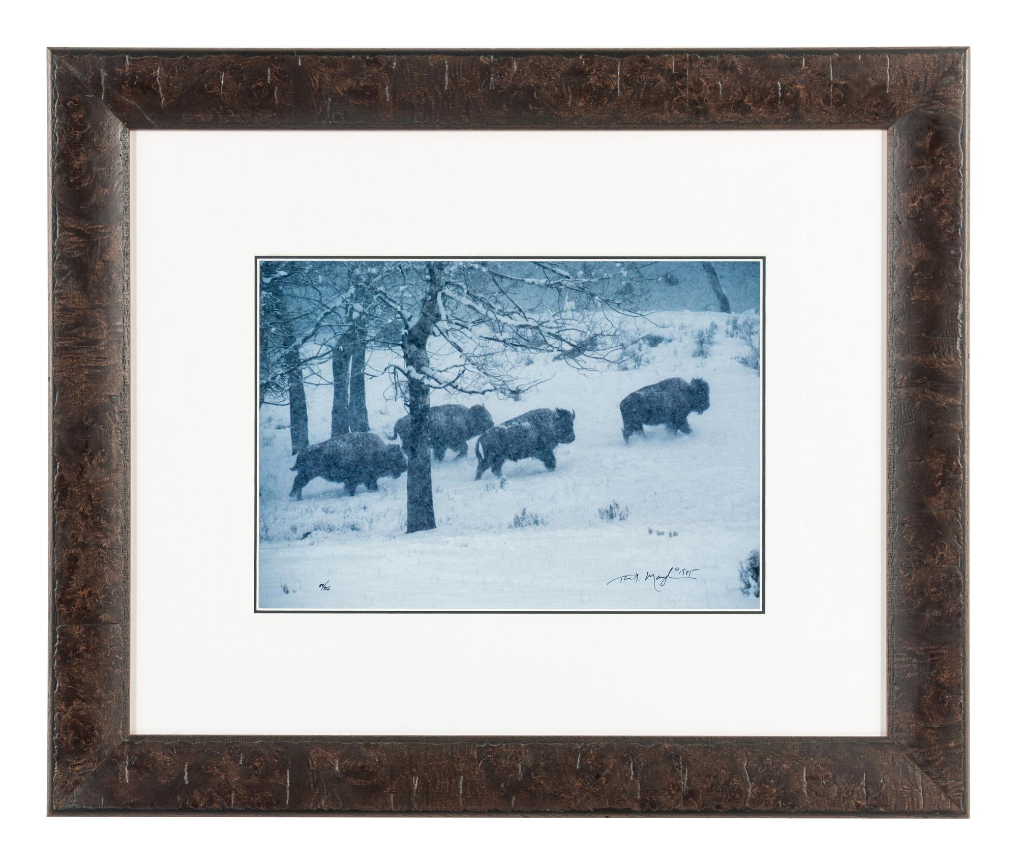 Bison in Snow , edition 89/950