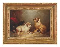Terriers