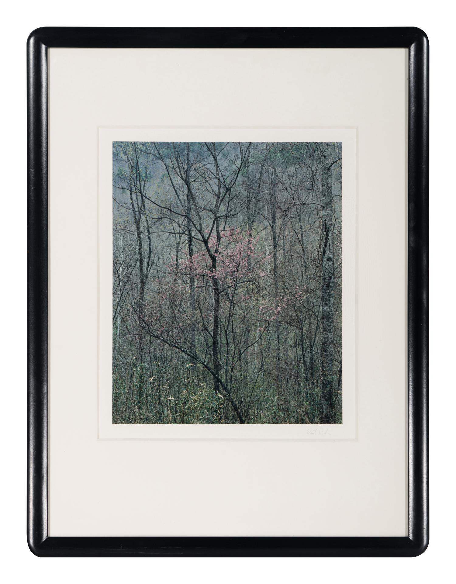 Redbud Tree in Bottomland, Near Red River Gorge, Kentucky