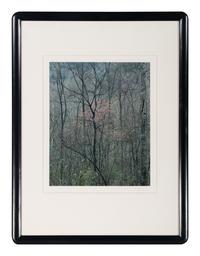 Redbud Tree in Bottomland, Near Red River Gorge, Kentucky