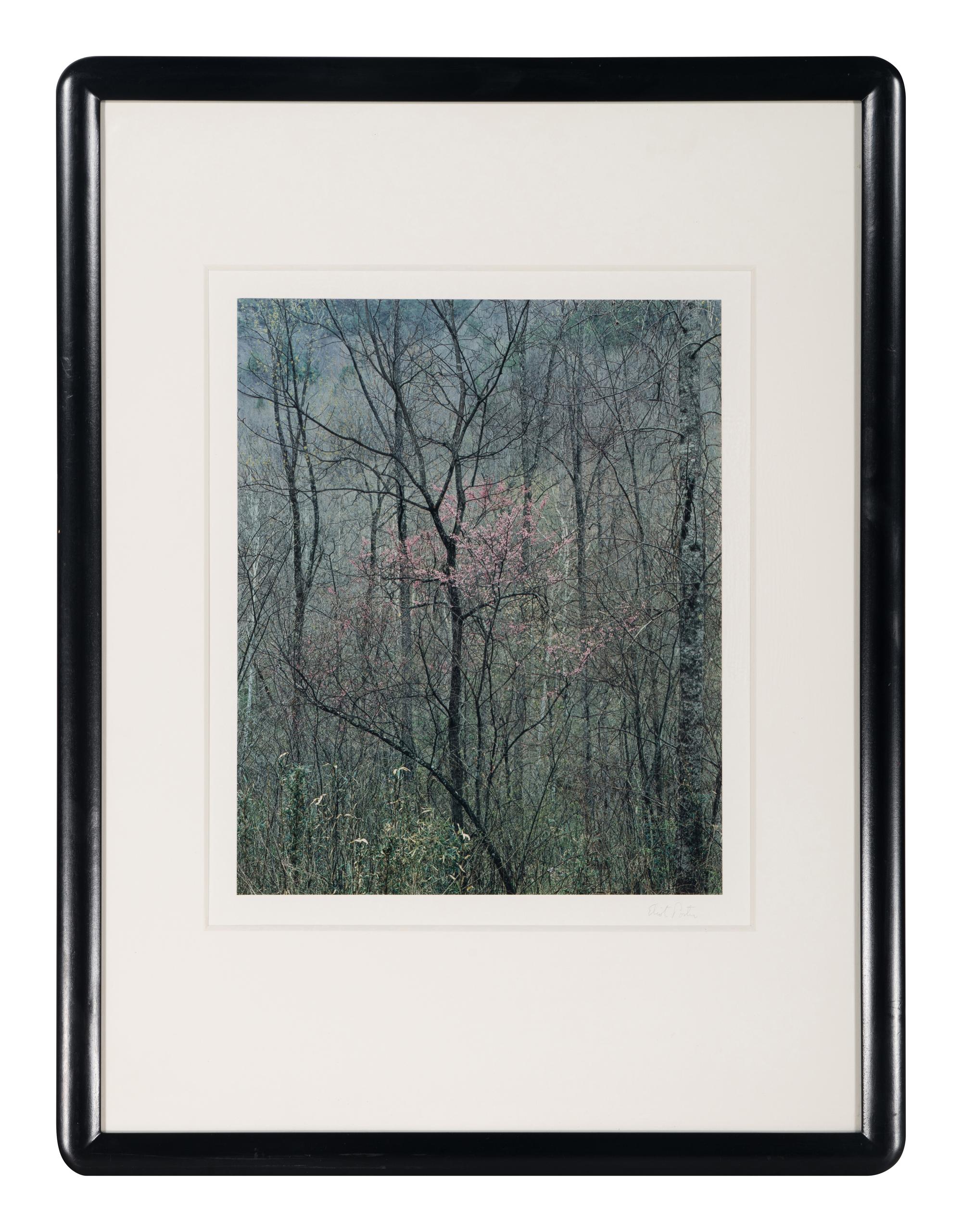 Redbud Tree in Bottomland, Near Red River Gorge, Kentucky