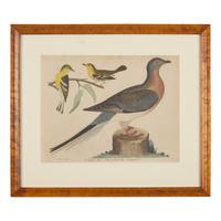 Alexander Lawson (1773-1846) and John G. Warnicke (died 1818), After Alexander Wilson (1766-1813), A Set of Sixteen Hand-Colored Engravings of Various Birds