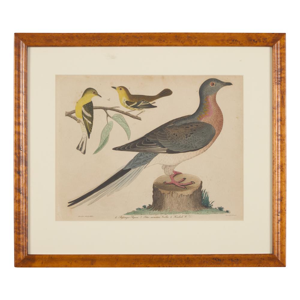 Alexander Lawson (1773-1846) and John G. Warnicke (died 1818), After Alexander Wilson (1766-1813), A Set of Sixteen Hand-Colored Engravings of Various Birds