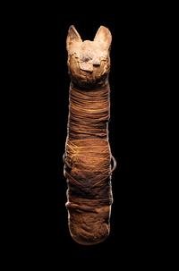 An Egyptian Mummified Cat