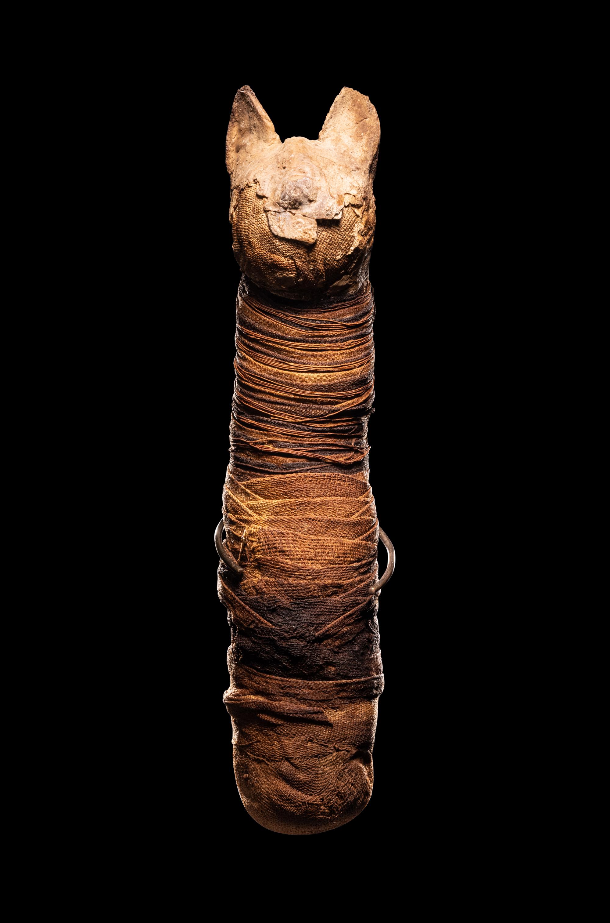 An Egyptian Mummified Cat