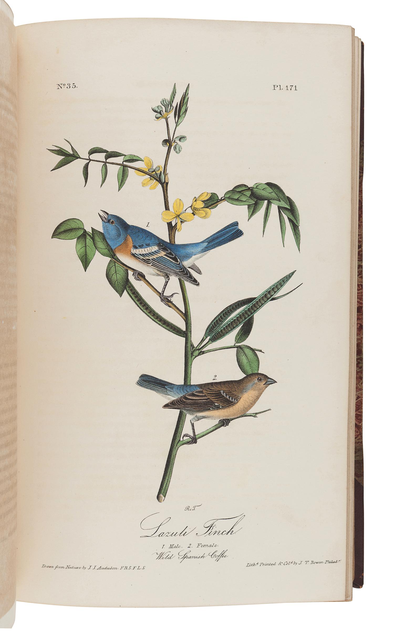 AUDUBON, John James (1785-1851). The Birds of America, from Drawings Made in the United States and their Territories . New York: J.J. Audubon; Philadelphia: J.B. Chevalier, [1839-] 1840-1844.