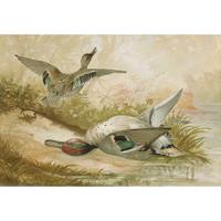 ALEXANDER POPE JUNIOR (AMERICAN 1849-1924) "BLACK DUCK" FROM UPLAND GAME BIRDS AND WATERFOWL OF THE UNITED STATES
